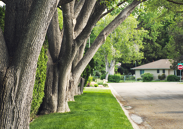 Tree Service in Pasadena
