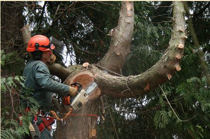 Tree Service Pasadena, CA